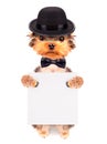 Dog dressed as mafia gangster with banner Royalty Free Stock Photo