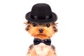 Dog dressed as mafia gangster