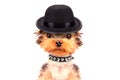 Dog dressed as mafia gangster Royalty Free Stock Photo