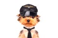 Dog dressed as pilot Royalty Free Stock Photo