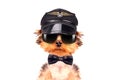 Dog dressed as pilot Royalty Free Stock Photo