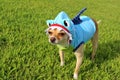 Dog Dressed as Shark