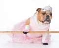 Dog dressed like a ballerina Royalty Free Stock Photo