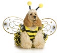 Dog dressed like a bee Royalty Free Stock Photo