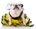 Dog dressed like a bee Royalty Free Stock Photo