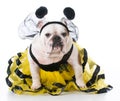 Dog dressed like a bee Royalty Free Stock Photo