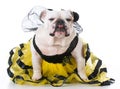 Dog dressed like a bee Royalty Free Stock Photo