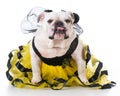 Dog dressed like a bee Royalty Free Stock Photo