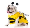 dog dressed like a bee Royalty Free Stock Photo