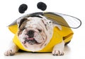 dog dressed like a bee Royalty Free Stock Photo