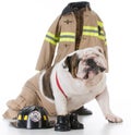 dog dressed like a firefighter Royalty Free Stock Photo