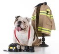 dog dressed like a firefighter Royalty Free Stock Photo
