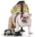 dog dressed like a firefighter Royalty Free Stock Photo