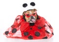 Dog dressed like a ladybug Royalty Free Stock Photo