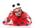 Dog dressed like a ladybug Royalty Free Stock Photo