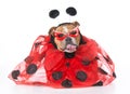 Dog dressed like a ladybug Royalty Free Stock Photo