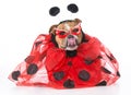 dog dressed like a ladybug Royalty Free Stock Photo