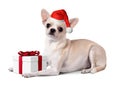 Dog dressed santa hat with gift box, Christmas concept