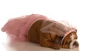 Dog dressed in a tutu Royalty Free Stock Photo