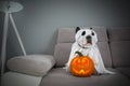 Dog dressed up as a ghost and halloween glowing pumpkin at home Royalty Free Stock Photo