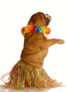 Dog dressed up as hula dancer