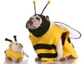 Dog dressed up as matching bees Royalty Free Stock Photo