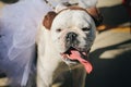 Dog Dressed Up As Princess Leia Costume