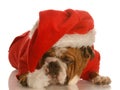 Dog dressed up as santa Royalty Free Stock Photo
