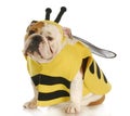 Dog dressed up like a bee Royalty Free Stock Photo