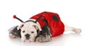 Dog dressed up like a lady bug Royalty Free Stock Photo