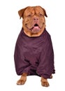 Dog dressed with wine red raincoat isolated Royalty Free Stock Photo