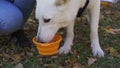 The dog is drinking from a bowl for a walk.