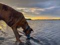 Dog drinking from lake at sunset Royalty Free Stock Photo