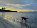 Dog drinking from lake at sunset Royalty Free Stock Photo