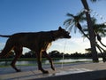 silhouette of a large dog Royalty Free Stock Photo