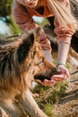 Dog drinking from owner palms. Young sports happy woman plays with German Shepherd dog near lake. Authentic moments of joy girl