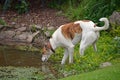 Dog drinking from pond Royalty Free Stock Photo