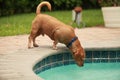 Dog drinking pool water Royalty Free Stock Photo