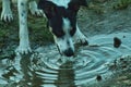 Dog drinking in a pool of water Royalty Free Stock Photo