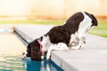 Dog Drinking Pool Water Royalty Free Stock Photo