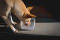 Dog drinking thirsty water Royalty Free Stock Photo