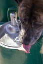dog drinking water from fountain Royalty Free Stock Photo