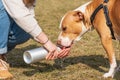 Dog drinking water from the hand of a girl