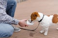 Dog drinking water from plastic bottle. Pet owner takes care of his jack russell terrier