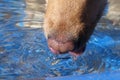 Dog drinking water