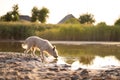 Dog drinks water from a lake at sunset Royalty Free Stock Photo