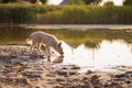 Dog drinks water from a lake at sunset Royalty Free Stock Photo