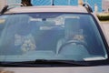 A dog driver and a dog passenger