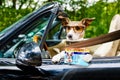 Dog drivers license driving a car Royalty Free Stock Photo