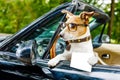 Dog drivers license driving a car Royalty Free Stock Photo